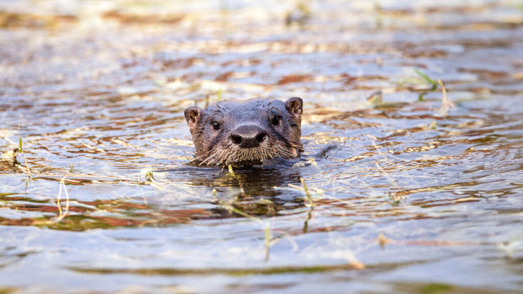 Florida’s first search-and-rescue otter, Chinese Communists arrested and detained three Christians, Japanese soldiers address attacks by bears
