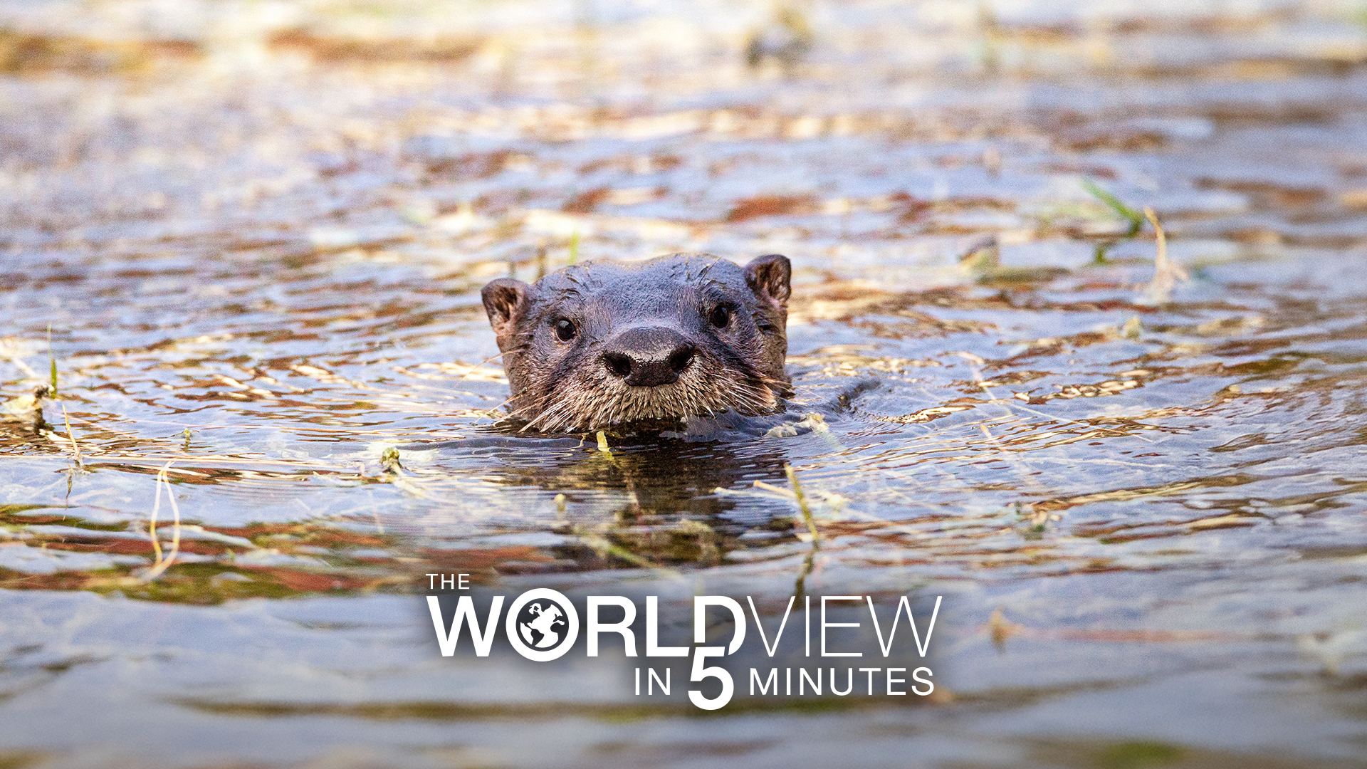 Florida’s first search-and-rescue otter, Chinese Communists arrested and detained three Christians, Japanese soldiers address attacks by bears Florida’s first search-and-rescue otter, Chinese Communists arrested and detained three Christians, Japanese soldiers address attacks by bears