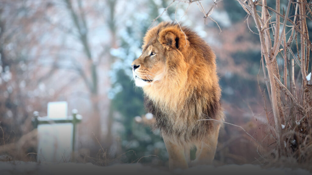 Meryl Streep will portray Aslan (Christ) in new Narnia movie; Supreme Court rejected Trump’s mail-in ballot accountability; Myanmar military killed third pastor